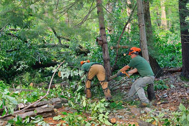 Best Emergency Tree Service  in USA